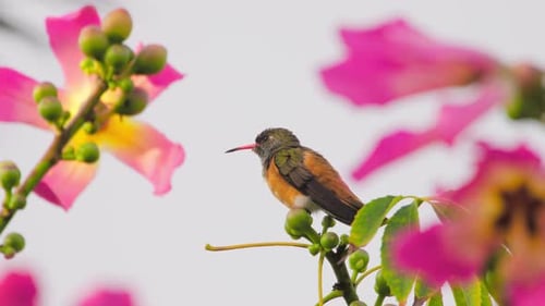 Hummingbird perched on a branch with vibrant flowers in a tropical setting