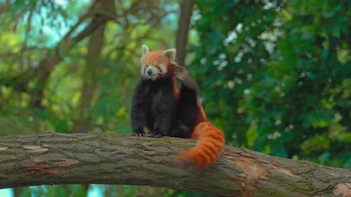 Animal da floresta na árvore 4K