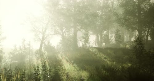 Misty Sunlight Filters Through Trees in a Serene Forest Landscape