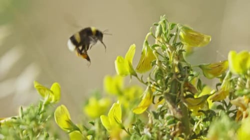 A Yellow Flower with a Black and Yellow Bee Flying Over It