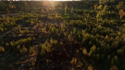 Aerial view of the trees growing in the wooded area, artificial raising of forests by planting seedl