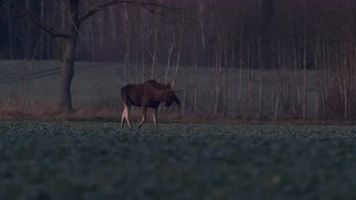 A flock of moose elk feeding on rapeseed field on their knees in evening dusk