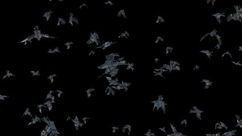 Dynamic Flock of Birds Flying Alpha Channel Overlay