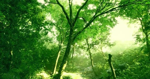 Lush Green Forest with Sunlight Filtering Through Tall Trees in Nature