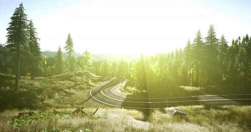 Beautiful Sunlit Winding Road Through Green Pine Forests in the Countryside