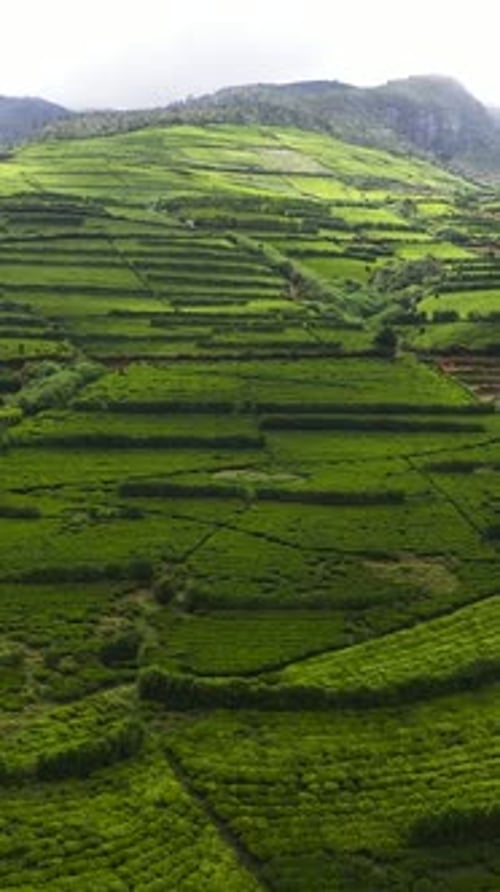 Tea Plantation on Top of Mountain Tea Estate Landscape Sri Lanka