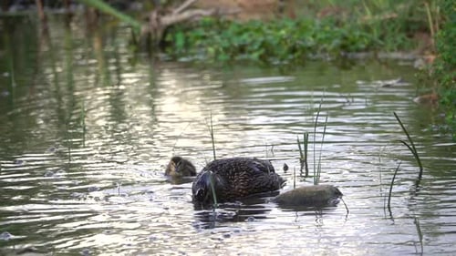 Mother duck and duckling searching for food and swimming in lake