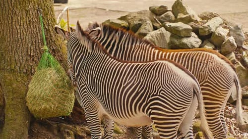 Wildlife animals in the zoo