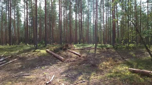 Sommer-Nadelwald 07