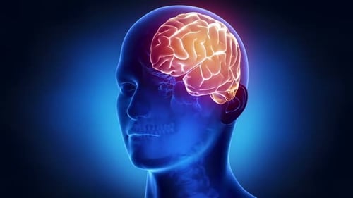 3D Human Head Side View with Transparent Anatomy