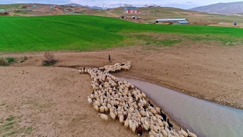 Sheep Flock Crossing Stream in Rural Landscape