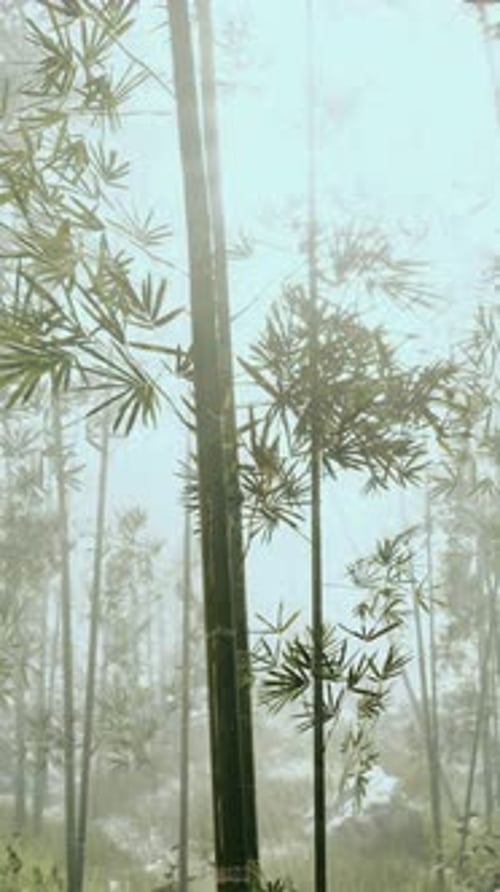 Bamboo Tree Amidst Forest Vertical