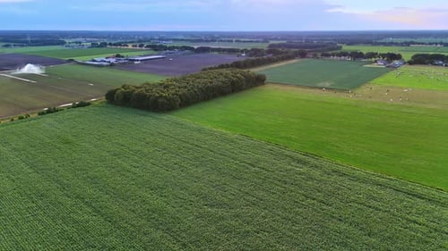 Sunlit green fields with crops. Vast farmland stretches under the clear sky