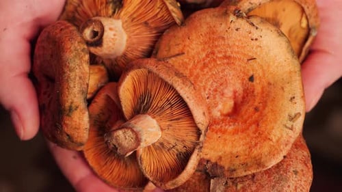 A Saffron Milk Caps in a Person's Hands Mushroom Harvest Collected in the Forest