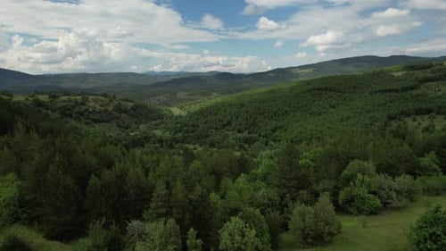 Greenland Rural, green woodland land drone view, coniferous pine forest, climate crisis and carbon f