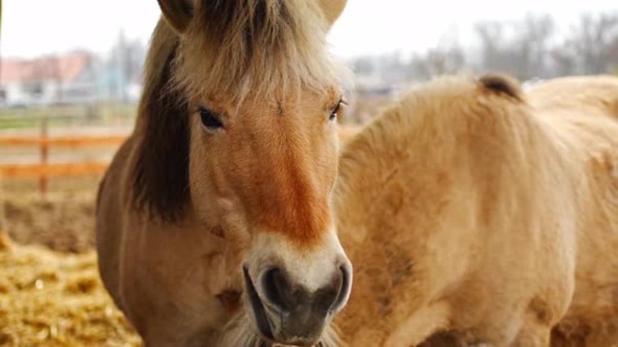 Cover for The Fjord Horse or Norwegian Fjord Horse