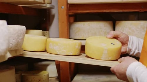 Aging Cheeses on Wooden Shelves