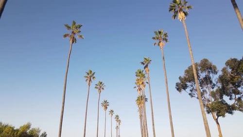 Aerial shot of clouds and sunrise behind a row of palm trees