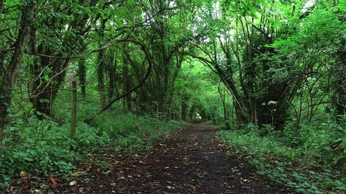 Lush Forest Path Through Green Woodland Trees