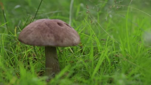Champignon de la famille des Leccinum poussant isolé dans une forêt herbeuse au début de l'été en Suède.