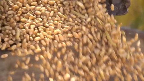 Gros plan des grains de blé récoltés pour l'industrie alimentaire.