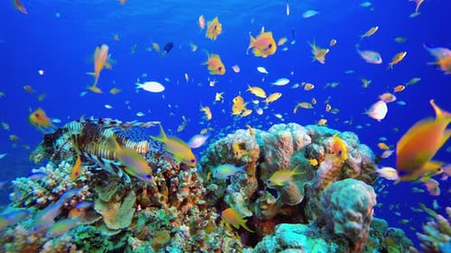 Colourful Tropical Reef Scene Lionfish