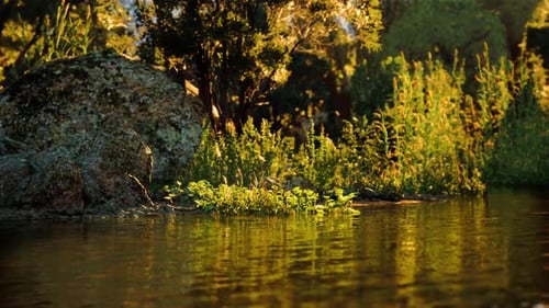 Peaceful Forest Stream with Golden Sunlight Reflections