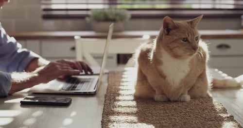Hands, laptop and typing in kitchen with cat, internet connection and writing an email or proposal