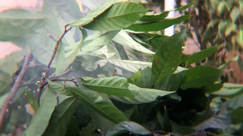 Las hojas de cacao que emiten humo se queman en un basurero