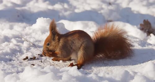 A forest squirrel picks up and eats a nut from a tree stump covered in snow in winter.