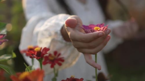 Little girl dressed in white holds a pink zinnia flower to smell it during sunset in a field.