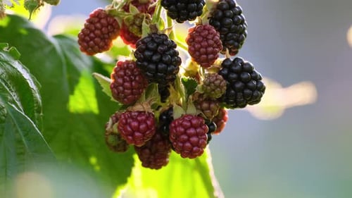 Blackberries. Green unripe and black ripe blackberries grow on a bush on a summer day outdoors