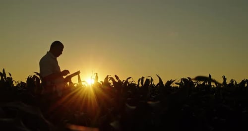 Farmer Using Tablet in Field at Sunrise