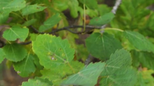 Herbstgelbe Blätter werden vom Wind bewegt