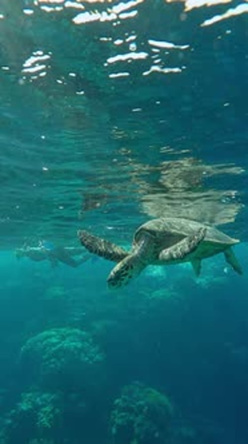 Hawksbill Sea Turtle resting and breathing while bobbing in water, fishes swims around her