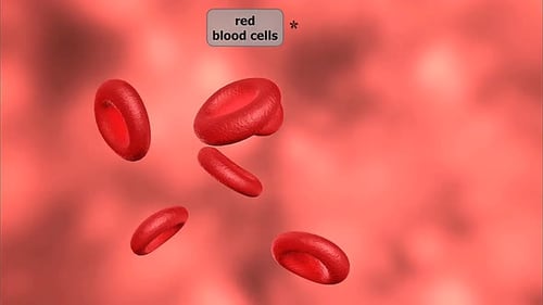 Red Blood Cells
