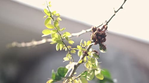 Käfer gruppierten sich bei Tageslicht auf einem Ast