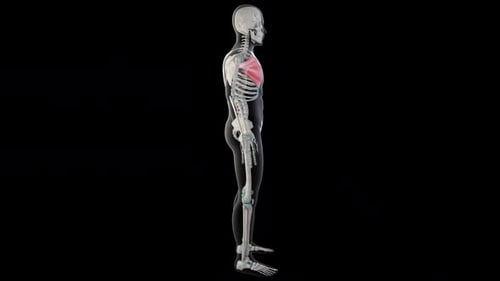 3D Animated Human Skeleton Pectoral Muscles Rotation