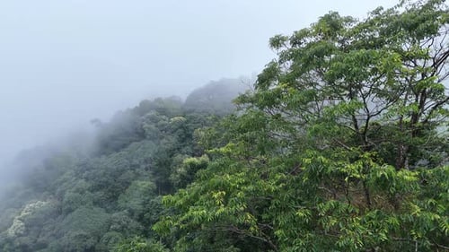 Aerial view of the forest nature.