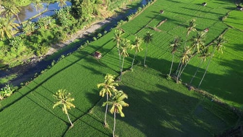 Paddy Field
