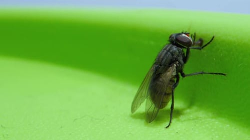 Fly Cleaning Itself in Extreme Close Up