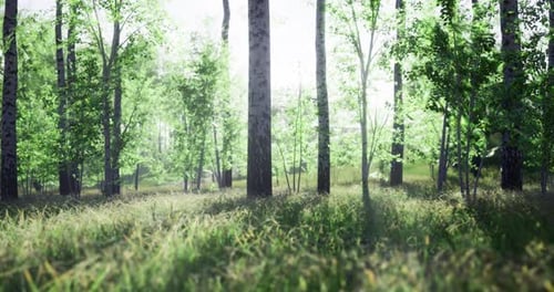 Sunlight Filters Through Lush Trees in a Tranquil Forest Setting