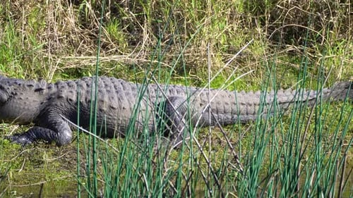 Florida Wetland Scene with American Alligator Partially Submerged in Shallow Water Among Reeds and