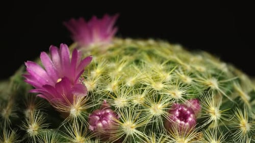 Close Up of Cactus with Magenta Flowers Blooming