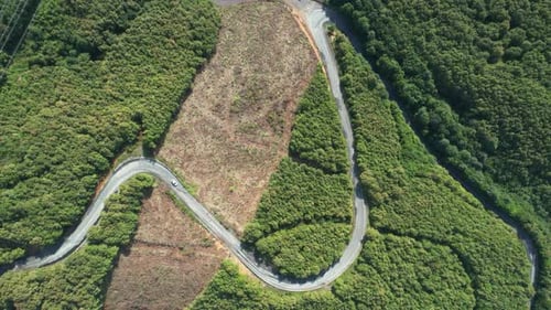 Aerial Road and Forest