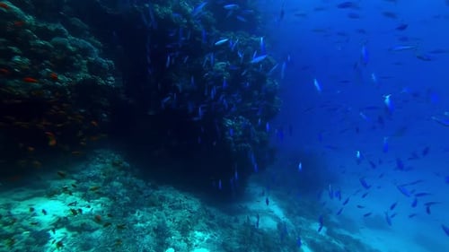 Colorful Fish Swimming Around Tropical Coral Reef