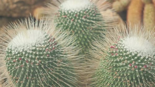 Cactus in a Greenhouse on a Decorated Stone Flowerbed View From the Top