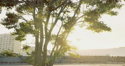La luz del sol se filtra a través de las ramas de los árboles en un entorno urbano durante la noche