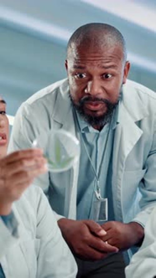 Cannabis, petri dish and scientists in laboratory for research, project or marijuana analysis