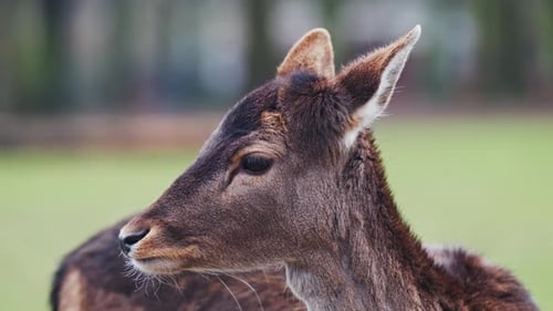 Young red deer (Cervus elaphus) hind turns head in slow motion close-up